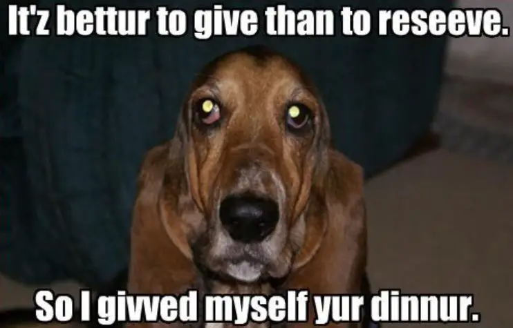 begging face of a Basset Hound at night photo with a text -