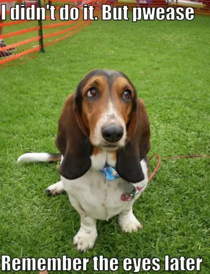 Basset Hound sitting on the green grass with its big sad round eyes photo with a text -