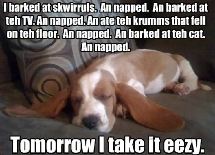 Basset Hound puppy sleeping soundly on the couch photo with a text -