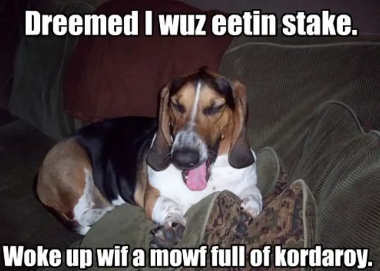Basset Hound yawning while lying on the couch at night photo with a text- 