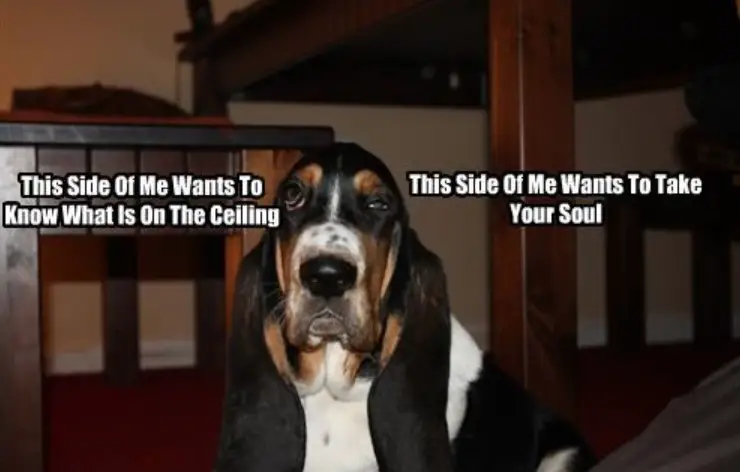 Basset Hound sitting on the floor under the table with its funny tired face photo with a text -