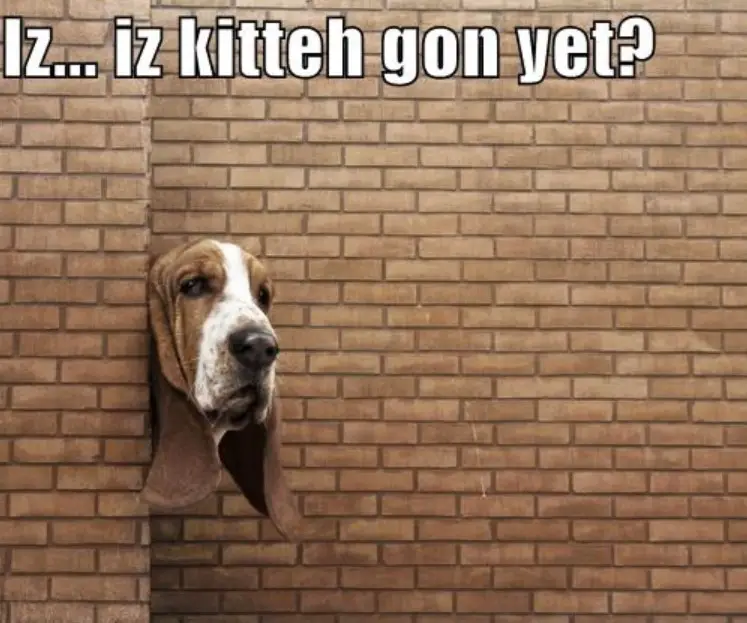 Basset Hound peeking behind the brick wall with its head only showing photo with a text -