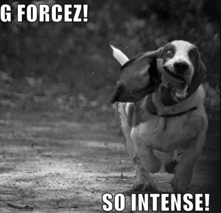 Basset Hound running in the forest with its tongue sticking out on the side out its mouth photo with a text -