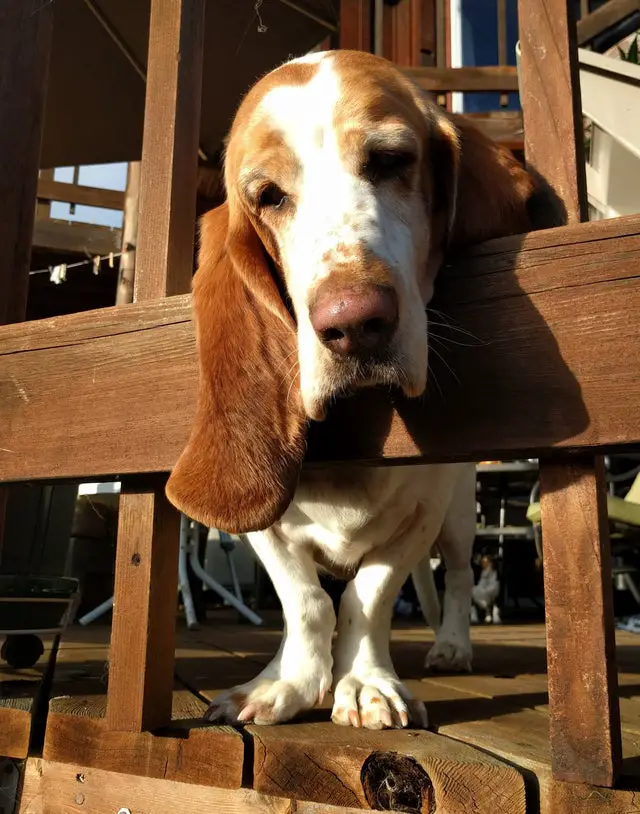 Basset Hounds staring from the wooden fence