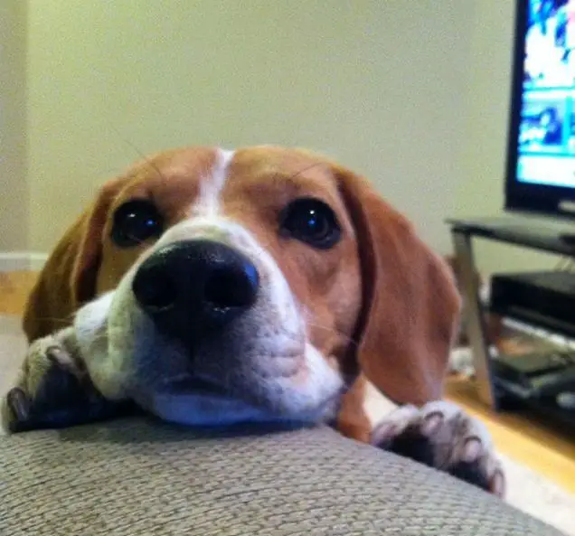 Beagle with its begging face on top of the couch
