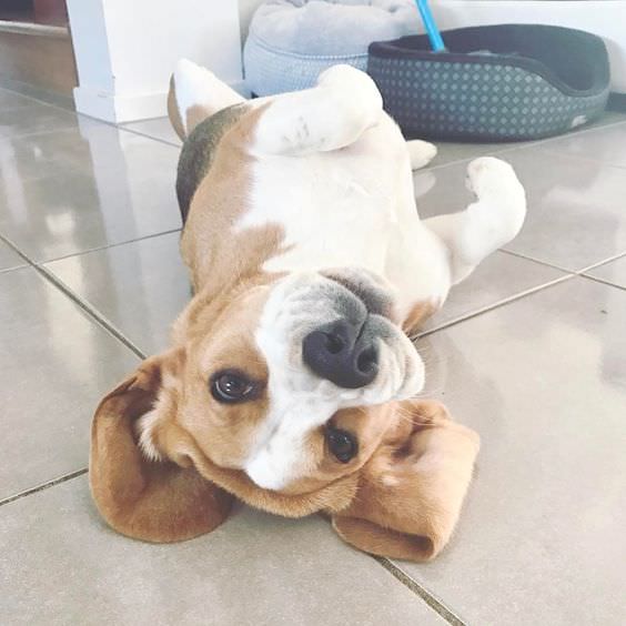 Beagle lying on its back on the floor