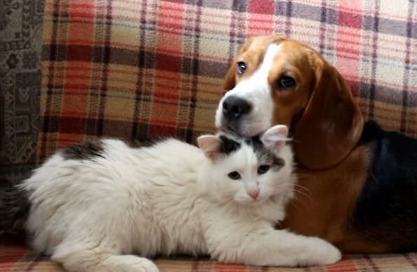 Beagle dog resting beside a cat