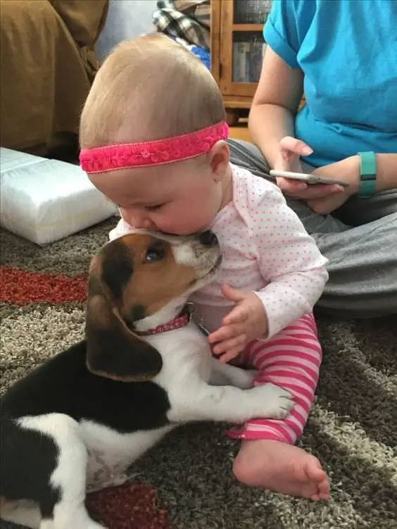 Beagle puppy with a kid on the floor