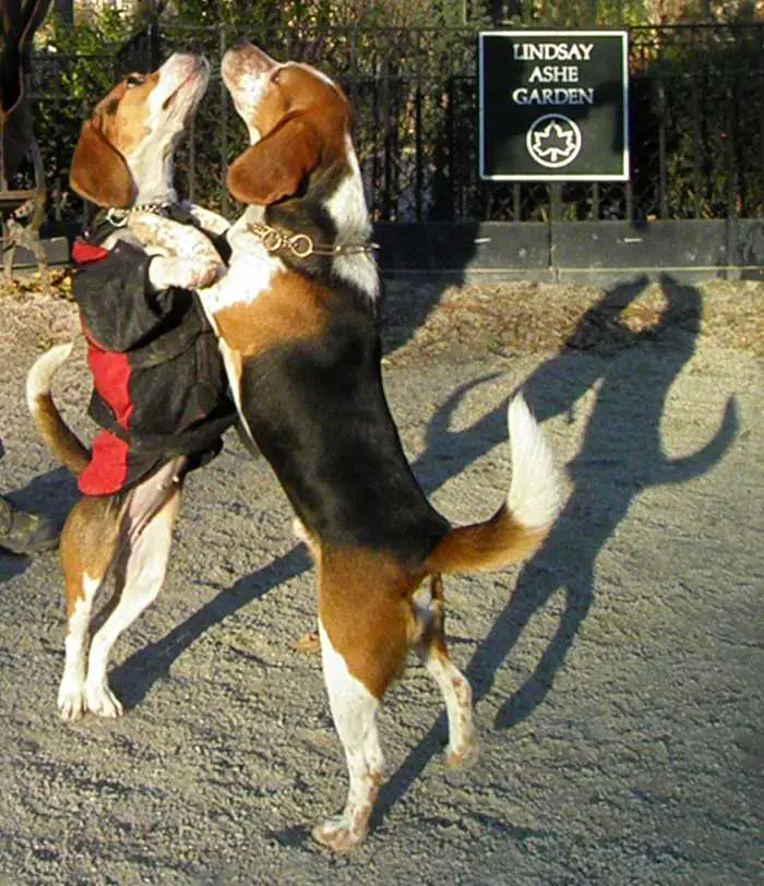 two Beagles standing up against each other