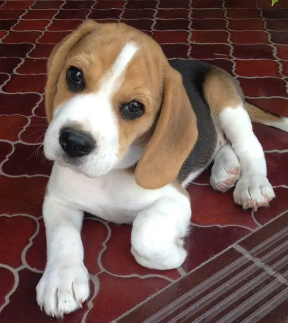 Beagle puppy resting on the floor