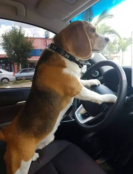 Beagle in the driver's seat with its hands on the steering wheel