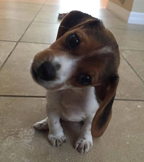 Beagle puppy sitting on the floor while tilting its head