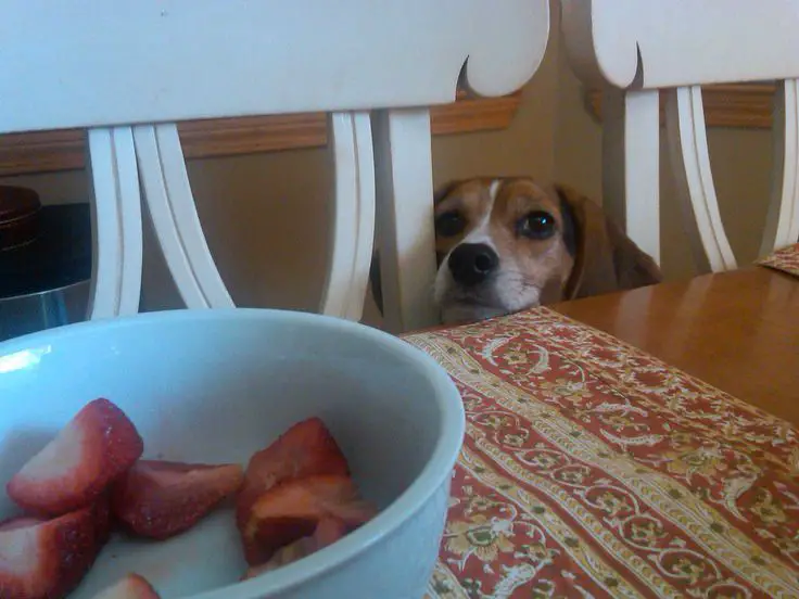Beagle dog peeking between the chairs of the table and looking at the strawberries