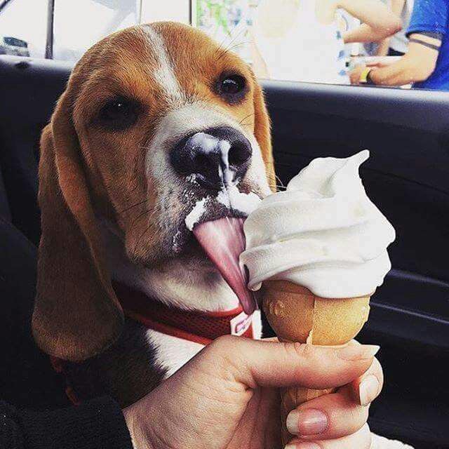 Beagle licking an icecream inside the car