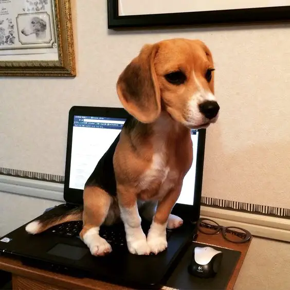 Beagle dog sitting on the laptop