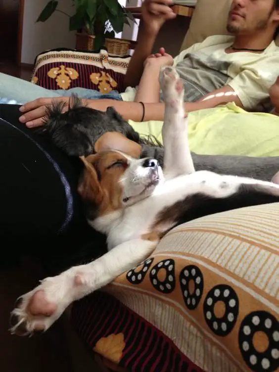 sleeping Beagle while its arms are raised