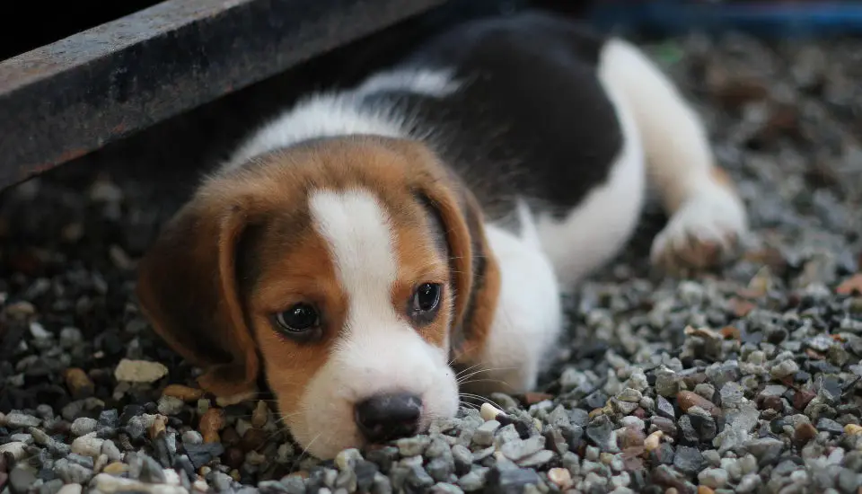 Beagle puppy lying down on the ground with pebbles outdoors