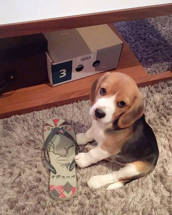 Beagle puppy slipper thief