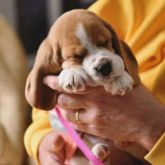 holding a sleeping Beagle puppy