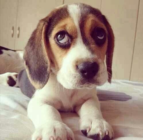 Beagle puppy with sad eyes