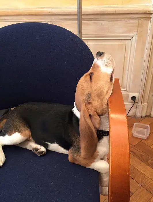 Beagle dog lying on the chair sleeping with its head against the arm of the chair