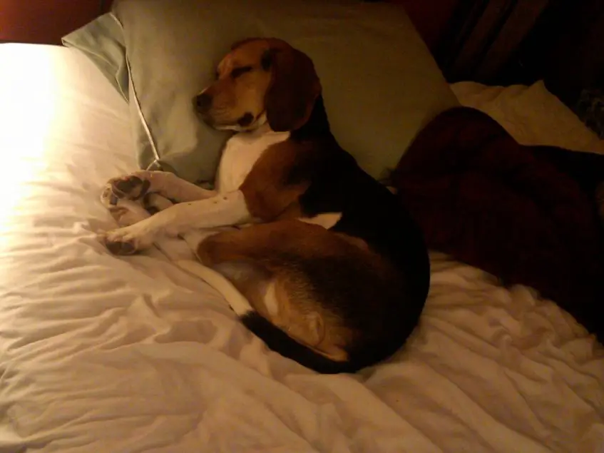 Beagle dog soundly sleeping in bed