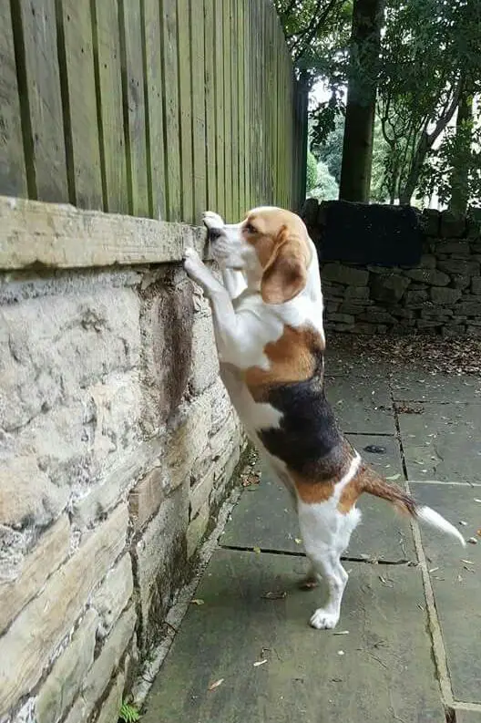 Beagle dog standing with its two feet and looking out the fence