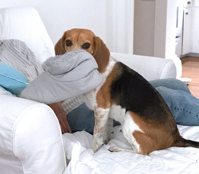 Beagle sitting on the chair with a pillow in its mouth