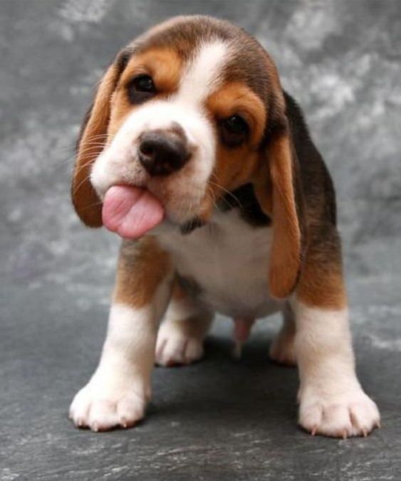 Beagle puppy sticking its tongue out