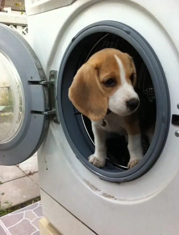 Beagle puppy inside a washing machine