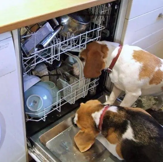 two Beagles licking the dishes