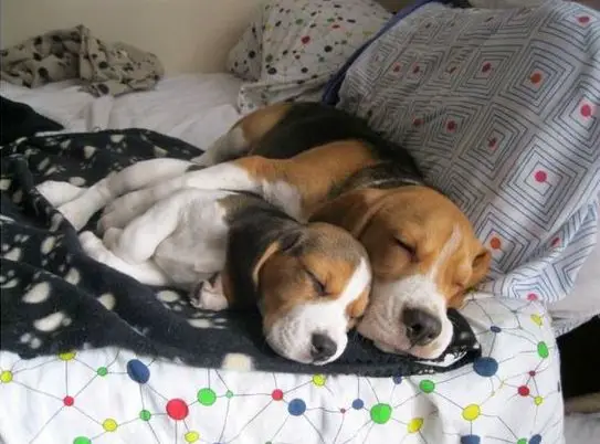 two Beagles sleeping on the bed