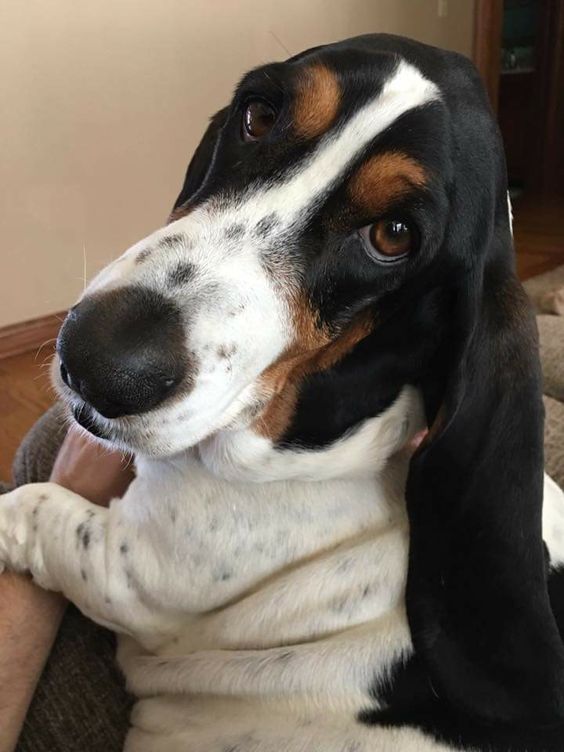 Basset Hounds being cute