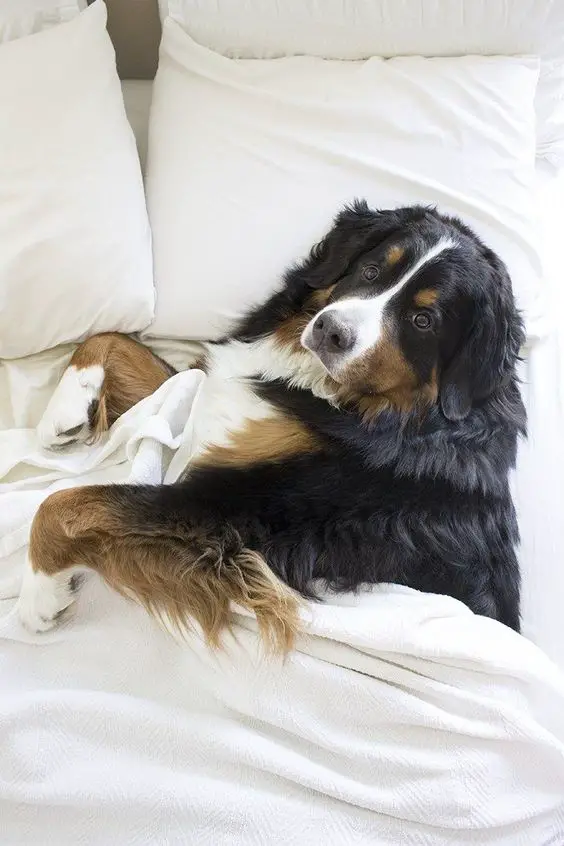 Bernese Mountain dog just woke up face in bed