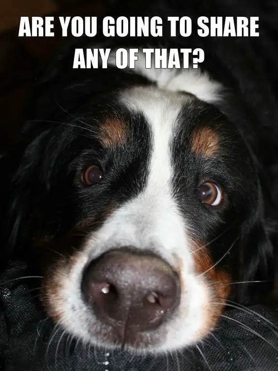 Bernese Mountain dog meme, asking for food