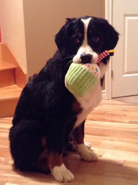 Bernese Mountain dog eating a cupcake stuff toy