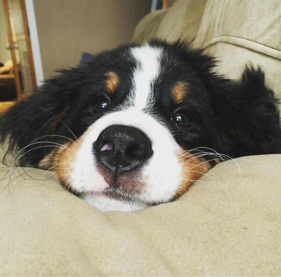 Bernese Mountain dog's face in a couch