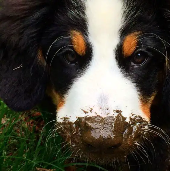 Bernese Mountain with mud on its mouth