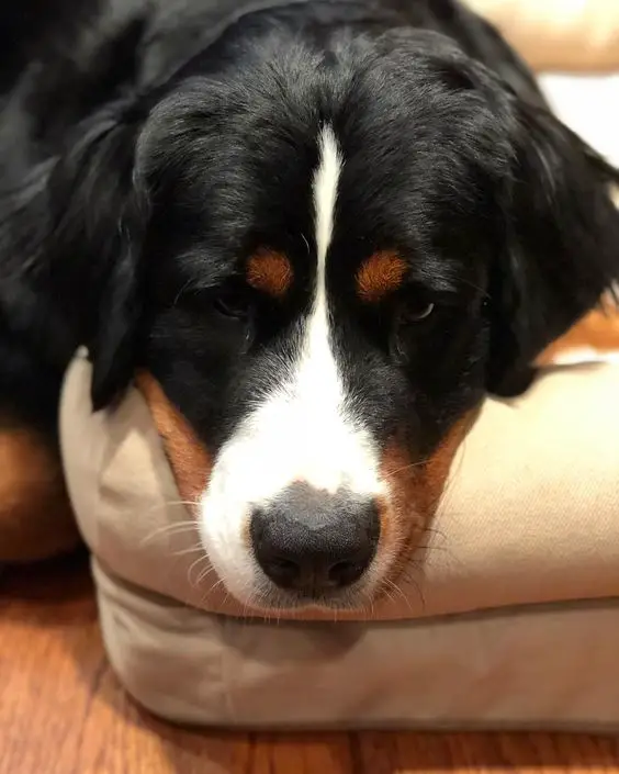 Bernese Mountain dog with its face on the corner of the bed