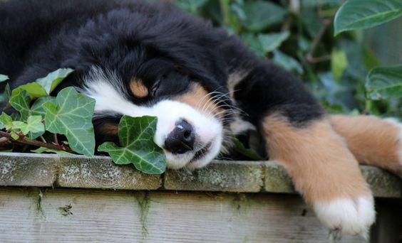 Bernese Mountain sleeping in the garden