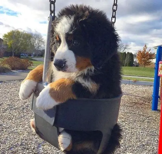 sad Bernese Mountain dog in a swing