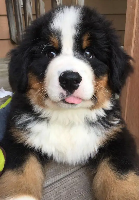 Bernese Mountain puppy resting on the floor