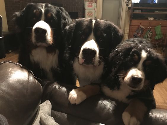Bernese Mountain dogs standing on a couch staring at you