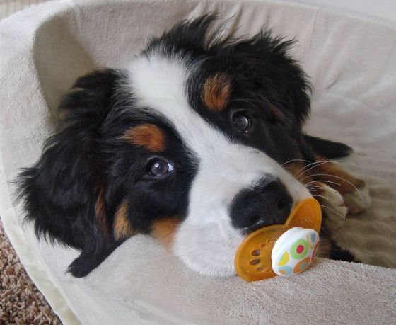 cute Bernese Mountain puppy with a pacifier of mouth