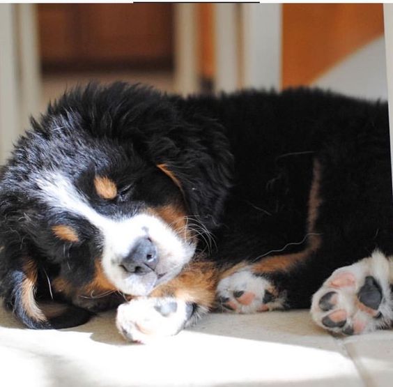 Bernese Mountain puppy soundly sleeping in the bed with a little bit sunlight on its face