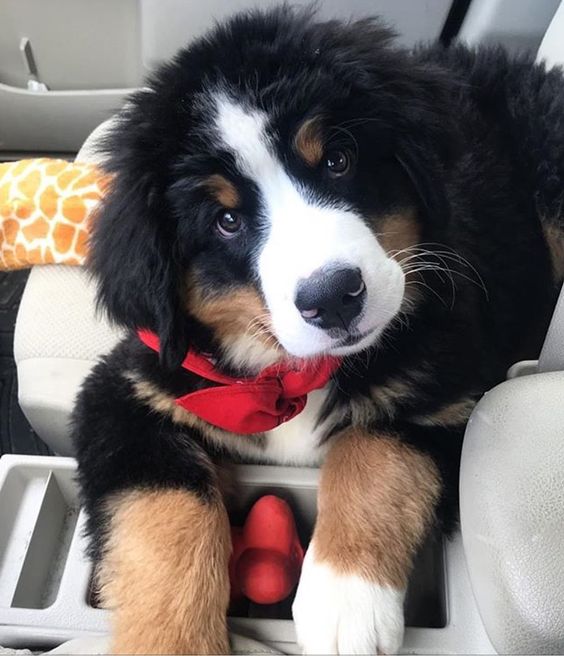 Bernese Mountain puppy in a car