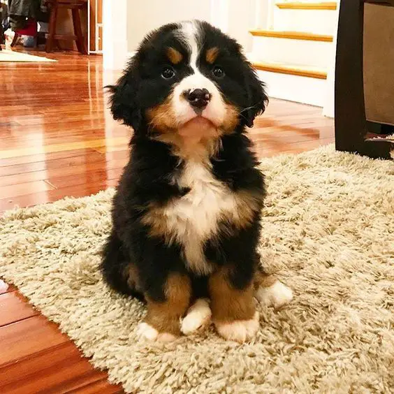 Bernese Mountain puppy sitting on a carpet