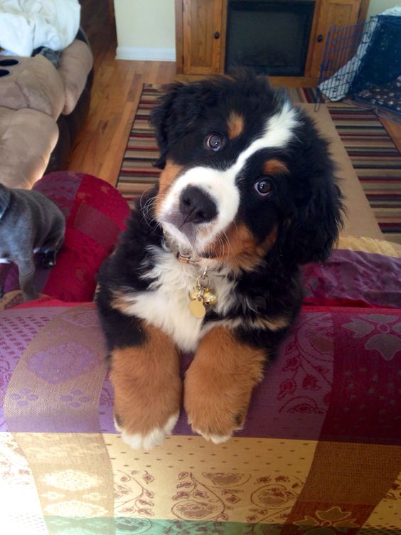 Bernese Mountain puppy tilting its head