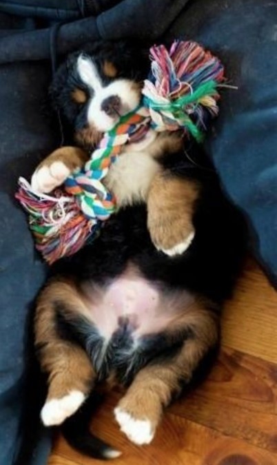 Bernese Mountain puppy sleeping with its toy in his mouth