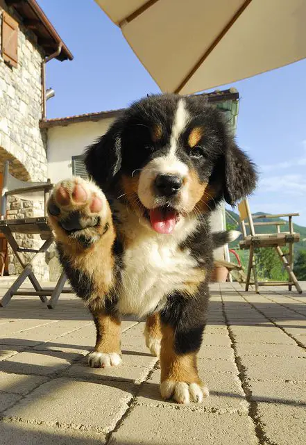 Bernese Mountain dog showing it paws